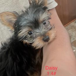 Yorkshire Terrier Puppies from Marvelus Yorkies