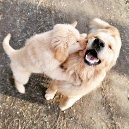 Golden Retriever Puppies from DoubleTake Goldens