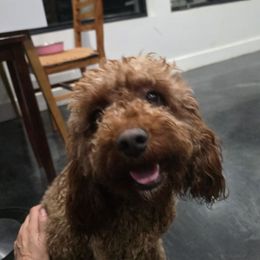 Rosie - Cavapoo