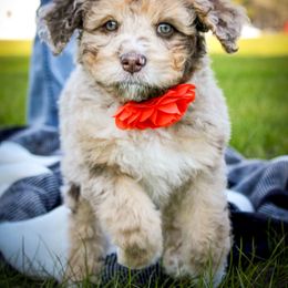 Aussiedoodle Puppies from Gore Doodle Ranch