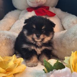 Buddy - Black and tan parti male Pomeranian puppy in Tampa, St Petersburg, Florida from Diana's Pomeranians