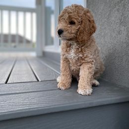 Goldendoodle Puppies from Nanas-Doodles