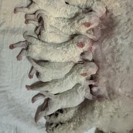 Baby - White female Bichon Frise puppy in 63101 (St. Louis Metro Area), Missouri from BichonSTL