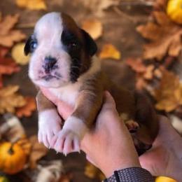 CHUCKY (boy) - Fawn male Boxer puppy in Red Boiling Springs, Tennessee from Silver Rain