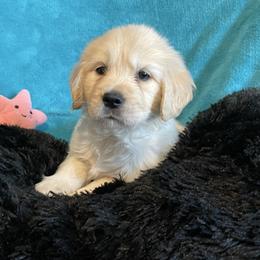 Pinkie - Light golden female Golden Retriever puppy in Ennis, Texas from Amberidge Golden Retrievers