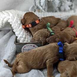 Cavapoo and Whoodle Puppies from Gardner Lane Puppies