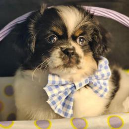 Pinto Bean - Black and tan male Tibetan Spaniel puppy in Vancouver, Washington from Trillium Tibetan Spaniels