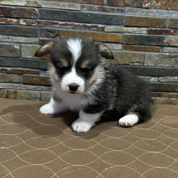 Boy 1 - Black and tan male Pembroke Welsh Corgi puppy in Visalia, California from VIP Stables