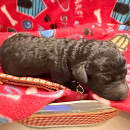 Liam- Brown collar - Black male Goldendoodle puppy in Van Buren, Missouri from Jami’s Goldendoodles & Poodles