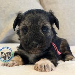Harley - Salt and pepper female Miniature Schnauzer puppy in Magalia, California from NorCal Schnauzers