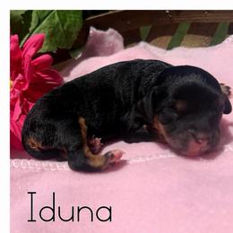 Iduna - Black and tan female Cavapoo puppy in Clinton, Oklahoma from Enchanted Spaniels