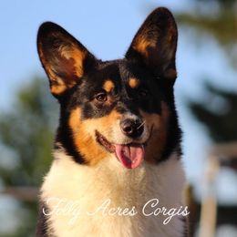Pembroke Welsh Corgi puppies from Folly Acres Corgis