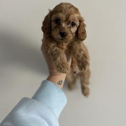 Koda - Buff male Cockapoo puppy in Huntsville, Alabama from Cutie Cockapoos Breeding