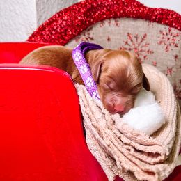 F1B Goldendoodle Tulip - Red  female Goldendoodle puppy in Redding, California from Casa Delarosa Poodles & Doodles Collective