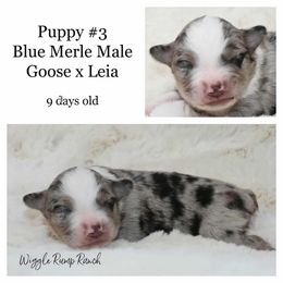 Puppy 3 - Blue merle male Miniature American Shepherd puppy in Ellensburg, Washington from Wiggle Rump Ranch