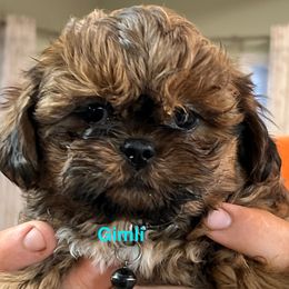 Gimli - Chocolate and tan male Shih Tzu puppy in Bloomfield, Indiana from Meihem Pups