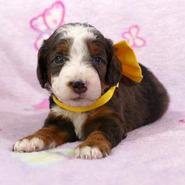 Bernedoodle and Goldendoodle Puppies from Doodles are Amazing