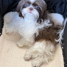 Comet - Liver and white male Shih Tzu puppy in Hanford, California from MeMaw Shih Tzus
