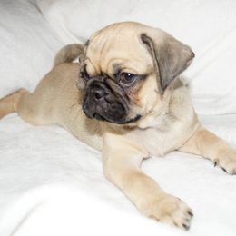 Pug Puppies from Pugs R 4 U in KY