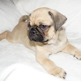 Pug Puppies from Pugs R 4 U in KY