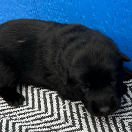 Girl 3 - Black female German Shepherd puppy in Sharon Grove, Kentucky from Julie’s Shepherds