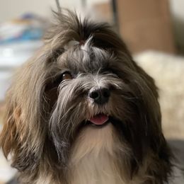 Harper - Havanese