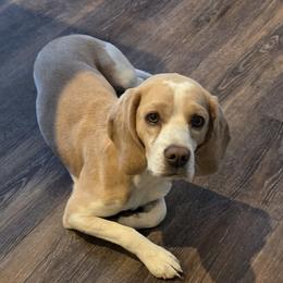 Dakota - Lemon and white male Beagle puppy in La Pine, Oregon from Happier with Dogs