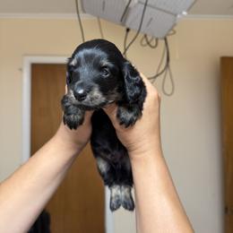 Dachshund Puppies from Americas Wiener Farm