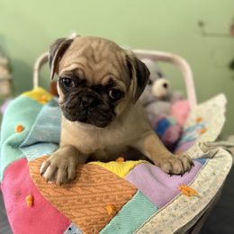 Winnie PINK COLLAR - Fawn female Pug puppy in Hesperia, Michigan from Manistee Farms