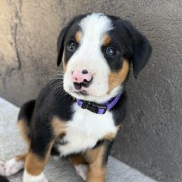 Purple girl - Black, white and red female Greater Swiss Mountain Dog puppy in Woodland, Washington from Woodland Swissie’s