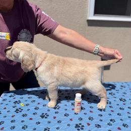 Girl 2 - Peach-Orange - Light golden female Golden Retriever puppy in Mc Minnville, Tennessee from Wishaw Whisky Golden Retrievers