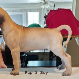 Great Dane Puppies from Drogheda Great Danes