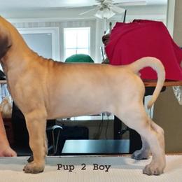Great Dane Puppies from Drogheda Great Danes