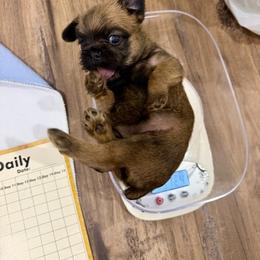 Ethel - Belge female Brussels Griffon puppy in Hilton Head Island, South Carolina from Andria's Brussels Griffons