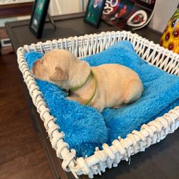 Mountain Trooper - Light golden male Golden Retriever puppy in Baldwin Park, California from Mountain Valley Retrievers