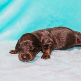 Blue Tan Male 2 - Gray (blue) and tan male Dachshund puppy in Coldwater, Mississippi from Mississippi Shorties Miniature Dachshunds