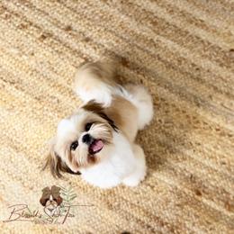 Celine - Shih Tzu