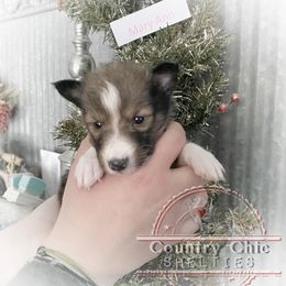 Shetland Sheepdog Puppies from Country Chic Shelties