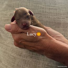 Lucy - Apricot female Assorted Doodle Crosses puppy in Yuba City, California from Lucky Day Doodles