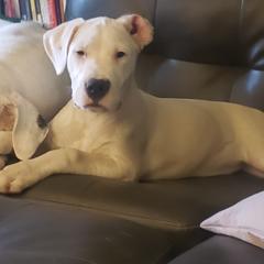 Dogo Argentino Puppies from Amy Collins