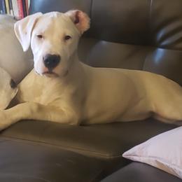 Dogo Argentino Puppies from Amy Collins