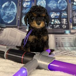 Bernedoodle and Goldendoodle Puppies from Donnas Deluxe Doodles LLC