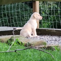 Dilute Retriever and Labrador Retriever Puppies from SmoKy Hills Labradors