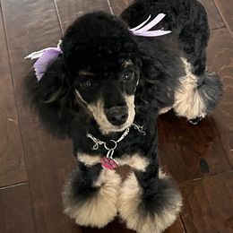 Treasure - Poodle