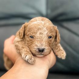 Cove - Apricot male Cavapoo puppy in Saint George, Utah from Fitzdoodles