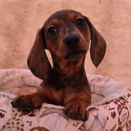 Red Dapple Standard Smooth male - Red male Dachshund puppy in Cheney, Washington from Nouvelle Standard Dachshunds
