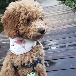 Bernedoodle and Goldendoodle All Grown Up from TurkeyCreek Doodles