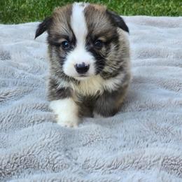 Blue Collar Male - Red male Pembroke Welsh Corgi puppy in Tenino, Washington from LoneStar Corgis NW