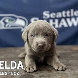 Zelda - Silver female Dilute Retriever puppy in Puyallup, Washington from 12 Door Farm Labradors
