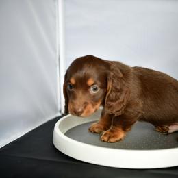 Rollo - Chocolate and tan male Dachshund puppy in Austin, Texas from Glorious Minis